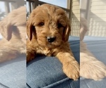 Small Photo #20 Goldendoodle (Miniature) Puppy For Sale in RANDOLPH, WI, USA