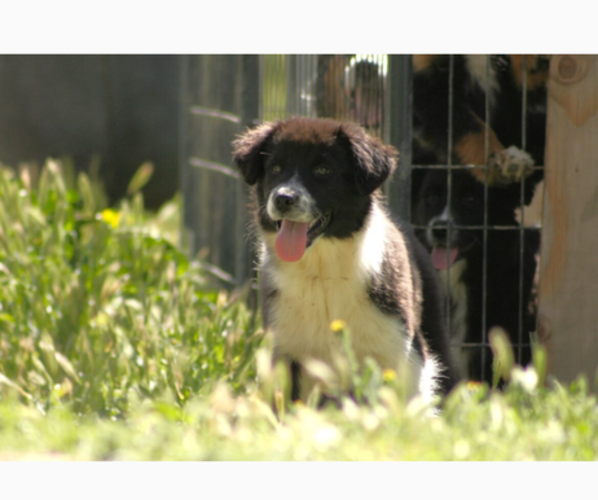Medium Photo #10 Australian Shepherd Puppy For Sale in ACTON, CA, USA