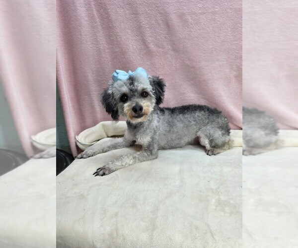 Medium Photo #1 Maltipoo (Miniature) Puppy For Sale in TAYLOR, TX, USA