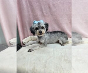 Maltipoo (Miniature) Puppy for sale in TAYLOR, TX, USA