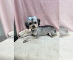 Image preview for Ad Listing. Nickname: chico