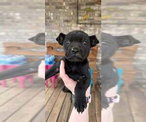 American Staffordshire Terrier-Unknown Mix Dogs for adoption in Wenonah, NJ, USA