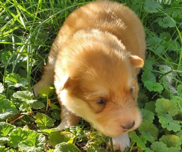 Medium Photo #1 German Shepherd Dog-Siberian Husky Mix Puppy For Sale in MANTUA, OH, USA
