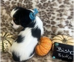 Small #6 Cavalier King Charles Spaniel