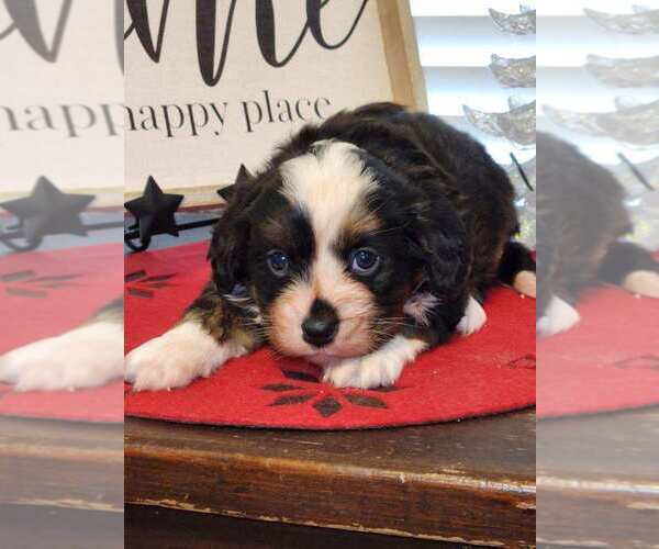Medium Photo #2 Bernese Mountain Dog-Cavalier King Charles Spaniel Mix Puppy For Sale in SHIPSHEWANA, IN, USA