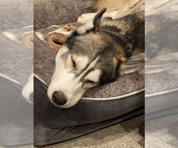 Medium Photo #3 Siberian Husky Puppy For Sale in Severn, MD, USA