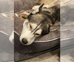 Small #2 Siberian Husky