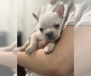 French Bulldog Puppy for sale in POMONA, CA, USA