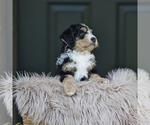 Small #4 Bernedoodle