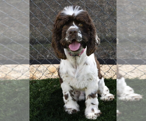 Medium Photo #1 Cocker Spaniel Puppy For Sale in Lakewood, CO, USA