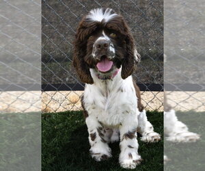 Cocker Spaniel Dogs for adoption in Lakewood, CO, USA