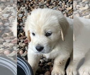 English Cream Golden Retriever Puppy for Sale in HATLEY, Wisconsin USA