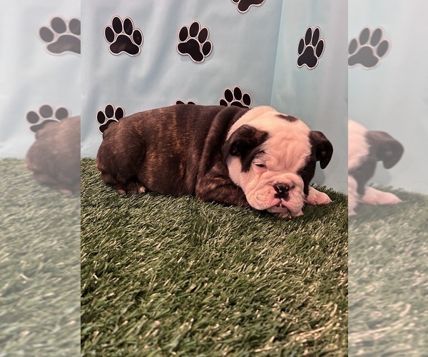 Medium Photo #2 Bulldog Puppy For Sale in BOWLING GREEN, KY, USA