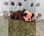 Small #1 Bulldog
