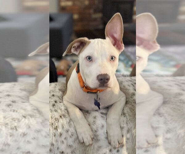 Medium Photo #9 Mutt Puppy For Sale in Oak Bluffs, MA, USA