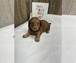 Small Photo #6 Dachshund Puppy For Sale in MYRTLE, MO, USA