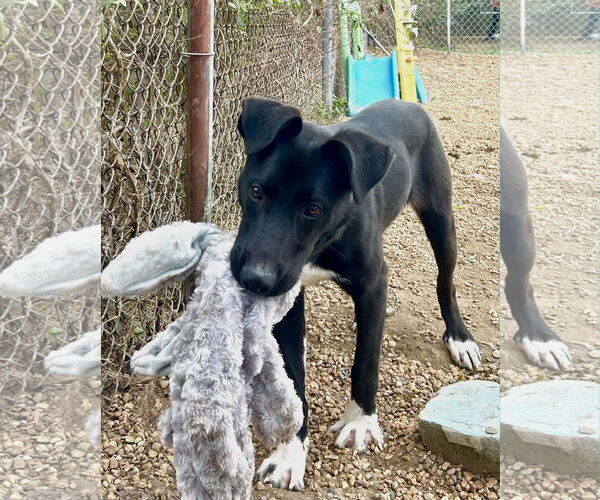 Medium Photo #3 Great Pyrenees-Unknown Mix Puppy For Sale in Anniston, AL, USA