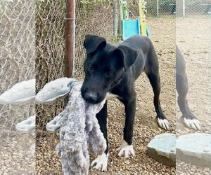 Shyloh - Male Great Pyrenees-Unknown Mix Dog for Adoption - Photo #3