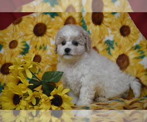 Bichpoo Puppy for Sale in ELDORADO, Ohio USA