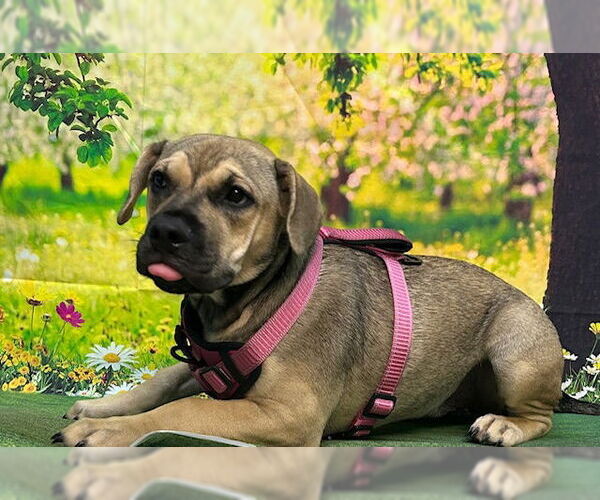 Medium Photo #5 American Pit Bull Terrier-Unknown Mix Puppy For Sale in Wetumpka, AL, USA
