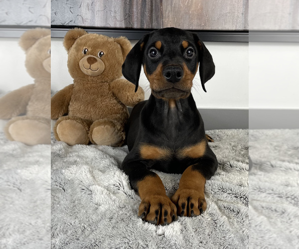 Medium Photo #2 Doberman Pinscher Puppy For Sale in FRANKLIN, IN, USA