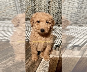 Goldendoodle Puppy for sale in CROTON, MI, USA