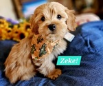 Puppy Zeke Cavachon-Poodle (Miniature) Mix