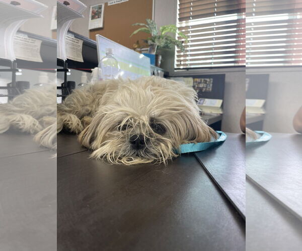 Medium Photo #1 Shih Tzu Puppy For Sale in El Centro, CA, USA