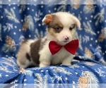 Small Photo #6 Pembroke Welsh Corgi Puppy For Sale in LAKELAND, FL, USA