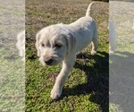 Small Photo #14 Labradoodle Puppy For Sale in BAHAMA, NC, USA