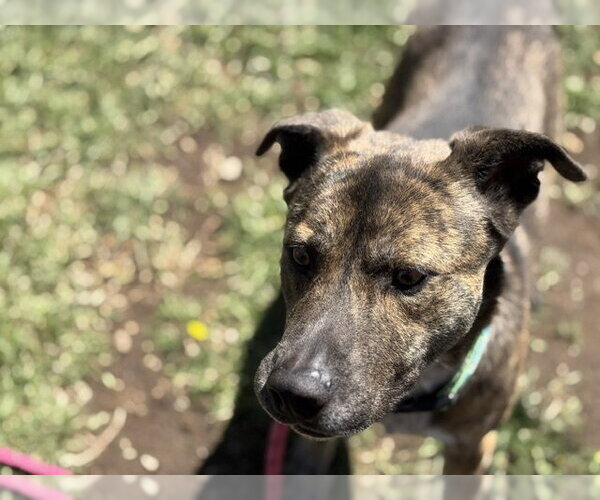 Medium Photo #3 Holland Shepherd-Unknown Mix Puppy For Sale in Tulsa, OK, USA
