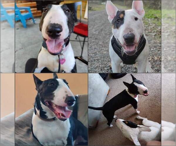 Medium Photo #6 Bull Terrier Puppy For Sale in VANCOUVER, WA, USA