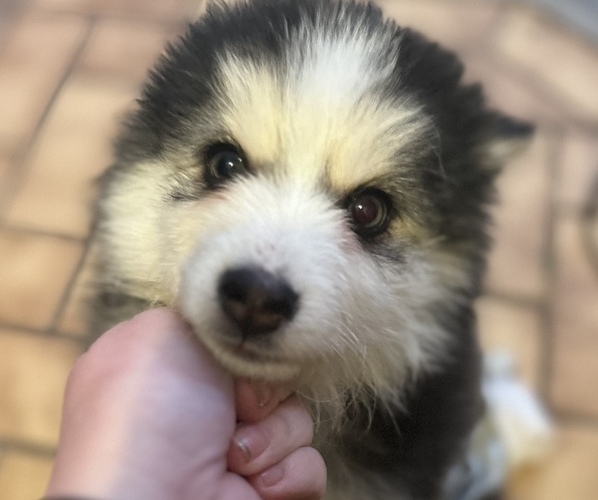 Medium Photo #3 Pomsky Puppy For Sale in MERIDEN, MN, USA