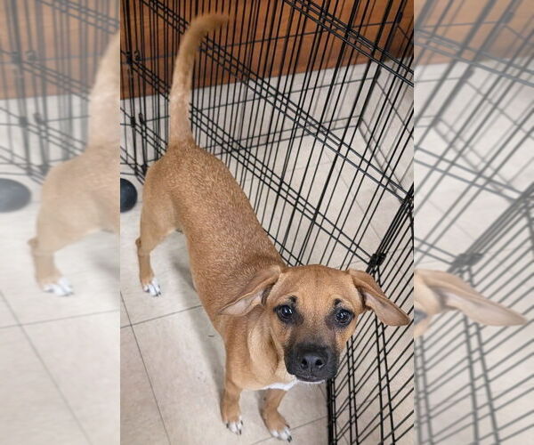 Medium Photo #2 Mutt Puppy For Sale in San Bernardino, CA, USA