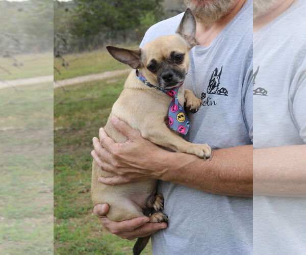 Medium Photo #1 Daug Puppy For Sale in Bandera, TX, USA