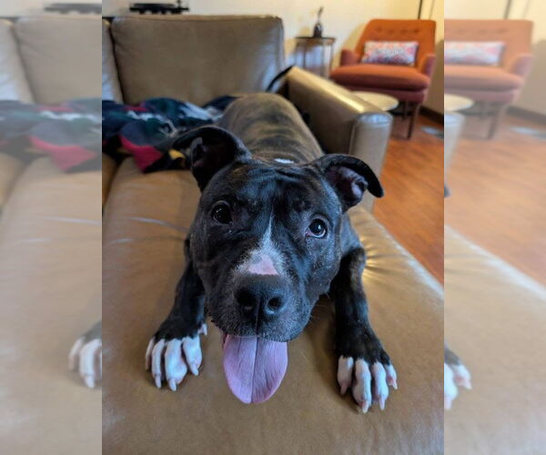 Medium Photo #2 American Pit Bull Terrier-Unknown Mix Puppy For Sale in Germantown, OH, USA