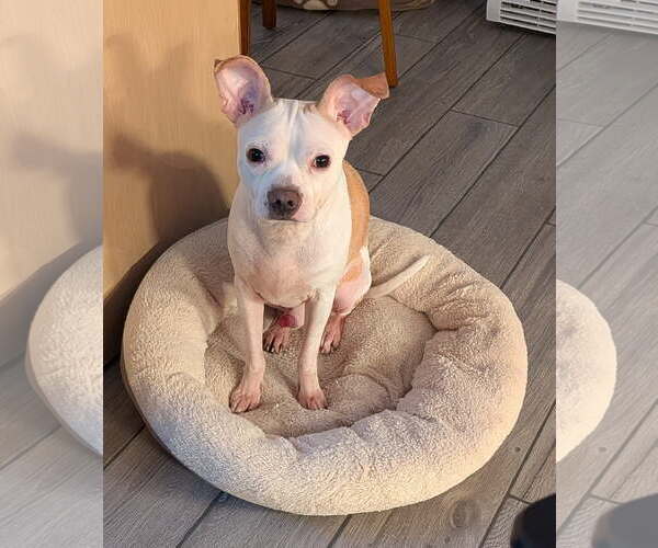 Medium Photo #1 Chihuahua-Unknown Mix Puppy For Sale in Sanford, FL, USA