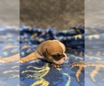 Small #7 Olde English Bulldogge