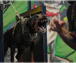 Small Photo #30 Doberman Pinscher Puppy For Sale in FORT LAUDERDALE, FL, USA