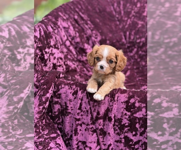 Medium Photo #7 Cavalier King Charles Spaniel Puppy For Sale in MIAMI, FL, USA