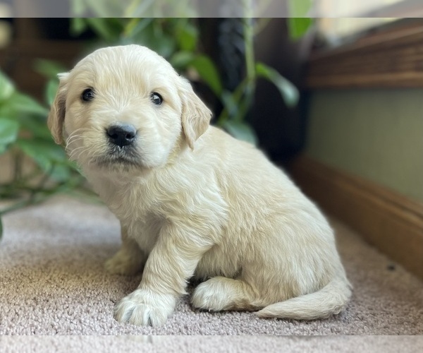 Medium Photo #5 Golden Retriever Puppy For Sale in FORDLAND, MO, USA