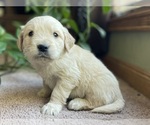 Small Photo #5 Golden Retriever Puppy For Sale in FORDLAND, MO, USA