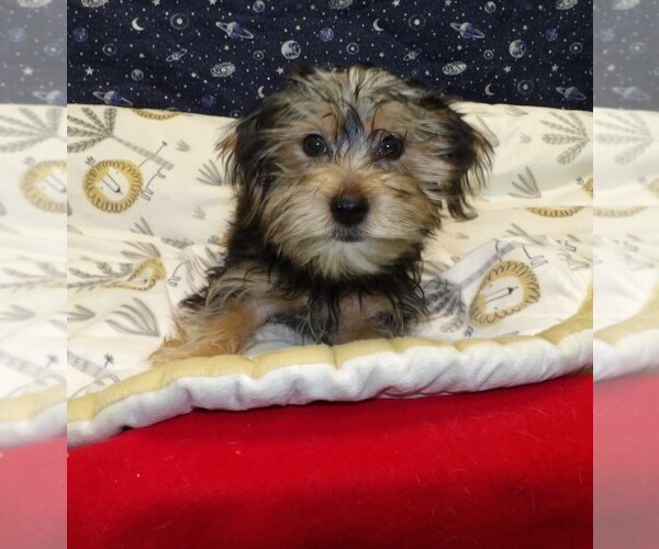Medium Photo #1 Yo-Chon Puppy For Sale in PATERSON, NJ, USA