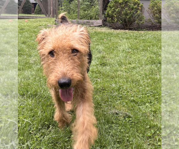 Medium Photo #4 Airedale Terrier Puppy For Sale in Brooklyn, NY, USA