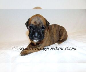 Boxer Puppy for sale in CABOOL, MO, USA