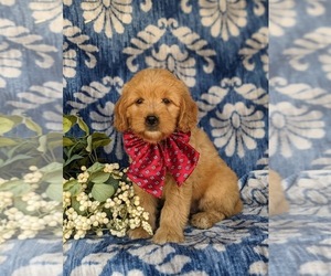 Goldendoodle (Miniature) Puppy for sale in QUARRYVILLE, PA, USA