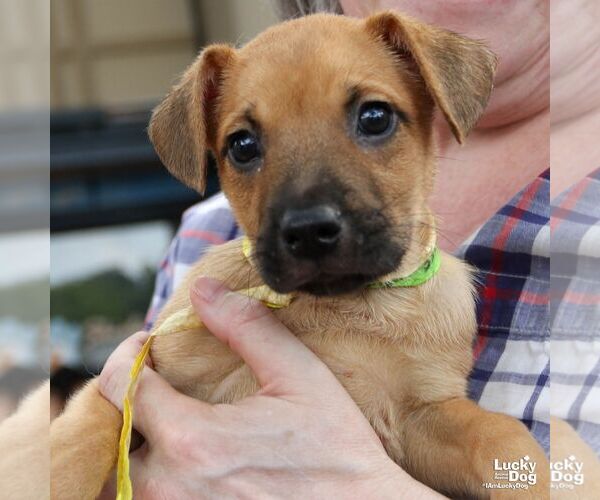 Medium Photo #3 Mutt Puppy For Sale in Washington, DC, USA