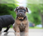 Small Photo #31 French Bulldog Puppy For Sale in CARROLLTON, TX, USA