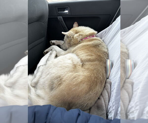 Medium Photo #2 Labsky Puppy For Sale in Calgary, Alberta, Canada