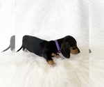 Small #7 Dachshund